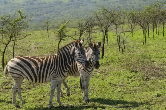 two plains zebras standing side by side in a lush grassy meadow framed by acacia trees and rolling hills