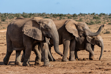 Fototapeta premium Elephants moving around for food and water in Addo Elephant National Park in South Africa