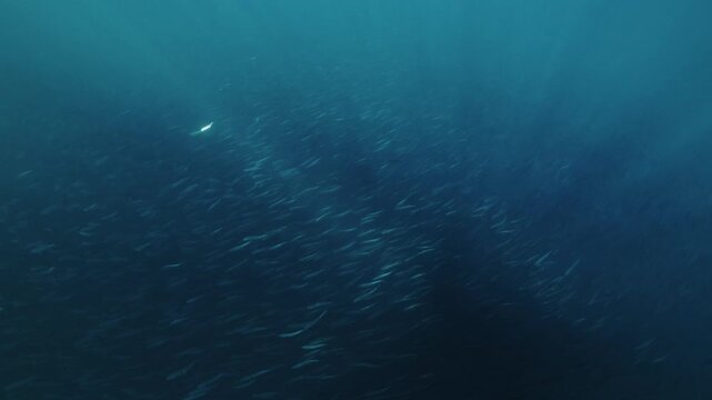 A massive swirling bait ball of sardines moves through the deep blue waters of South Africa, forming a dense shimmering cloud of silver fish that twist and flow together in a mesmerizing underwater