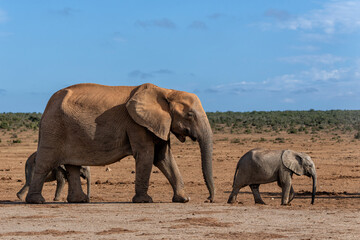 Fototapeta premium Elephants moving around for food and water in Addo Elephant National Park in South Africa