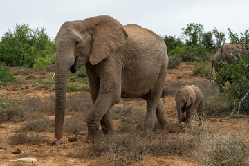 Fototapeta premium Elephants moving around for food and water in Addo Elephant National Park in South Africa