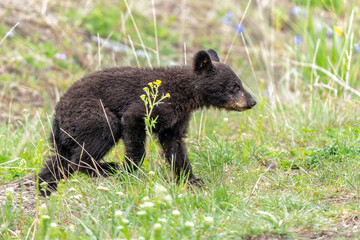American black bear cub (Ursus americanus), or simply black bear. This bear cub was walking with mum and looking for food in the spring in Yellowstone Yellowstone National Park - Wyoming - USA. © henk bogaard