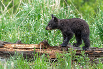 American black bear cub (Ursus americanus), or simply black bear. This bear cub was walking with mum and looking for food in the spring in Yellowstone Yellowstone National Park - Wyoming - USA. © henk bogaard