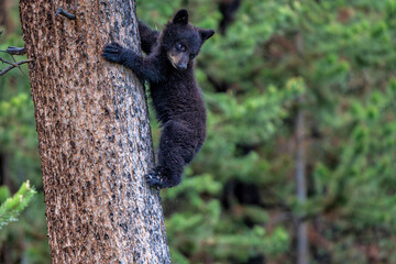 American black bear cub (Ursus americanus), or simply black bear. This bear cub was walking with mum and looking for food in the spring in Yellowstone Yellowstone National Park - Wyoming - USA. © henk bogaard