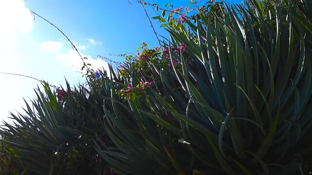 Green spiky leaves of tropical plants and bright purple bougainvillea flowers swaying in the wind under a clear blue sky with sunshine, creating a vibrant and natural summertime scene