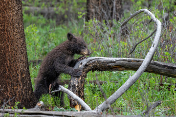 American black bear cub (Ursus americanus), or simply black bear. This bear cub was walking with mum and looking for food in the spring in Yellowstone Yellowstone National Park - Wyoming - USA. © henk bogaard