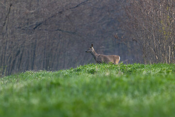 Roe deer standing on a green meadow at the edge of a forest in early spring © Cristi
