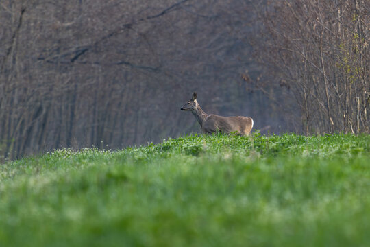 Roe deer standing on a green meadow at the edge of a forest in early spring