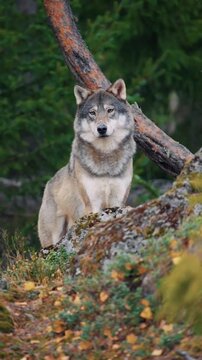 Wild Wolves Standing on Rock
