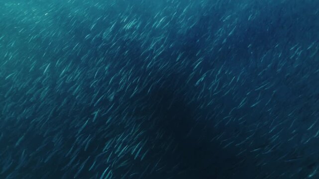 A massive swirling bait ball of sardines moves through the deep blue waters of South Africa, forming a dense shimmering cloud of silver fish that twist and flow together in a mesmerizing underwater