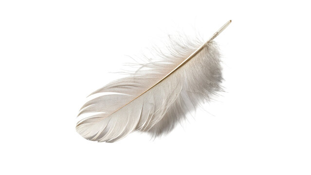 Single soft white bird quill feather with stem isolated on transparent background