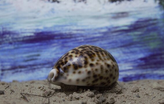 Original fine art macro photography of a glossy tiger cowrie cypraea tigris shell on sand with an ocean wave painting background.