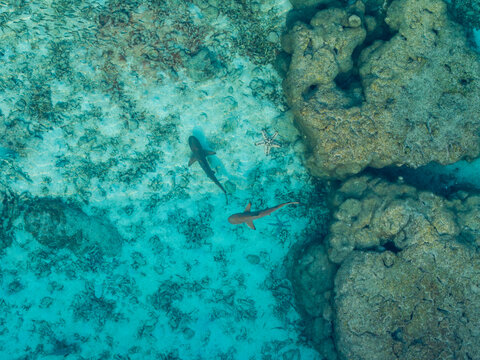 Aerial view of two sharks swimming in clear turquoise water over a coral reef with a starfish in Karimunjawa, Central Java, Indonesia.