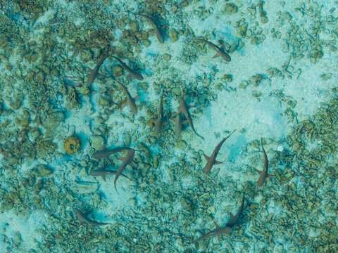 Aerial view of a group of sharks swimming in the clear turquoise water over a coral reef in Karimunjawa, Central Java, Indonesia.