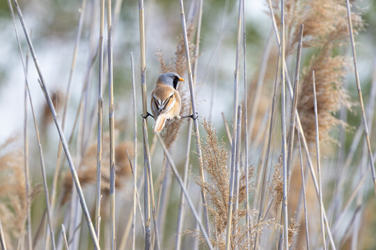 Male bearded reedling (Panurus biarmicus) perched between tall reeds in its natural wetland habitat