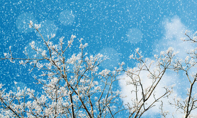 Fototapeta premium Winter background suitable for Christmas and New Year design, frosted branches reaching into a blue sky filled with falling snowflakes and soft white clouds drifting behind