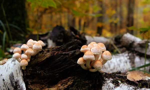 small wild mushrooms close up on tree trunk in autumn forest, natural abstract background. mushrooms family. autumn harvest season, picking fungi. Forest aesthetic.