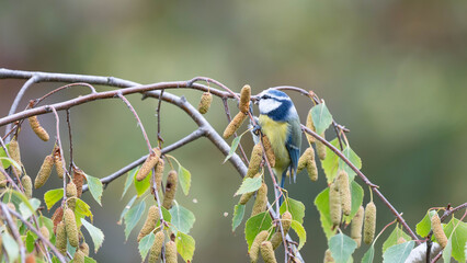 Birds of Germany - Cyanistes caeruleus - Eurasian blue tit feeding on silver birch catkins © Sebastian