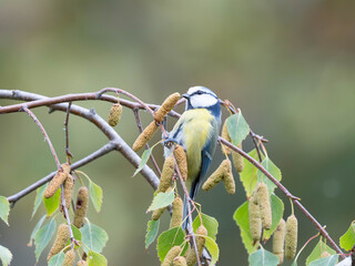 Birds of Germany - Cyanistes caeruleus - Eurasian blue tit feeding on silver birch catkins © Sebastian