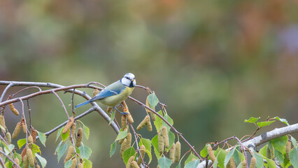 Birds of Germany - Cyanistes caeruleus - Blue tit perched among birch branches © Sebastian