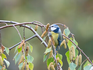 Birds of Germany - Cyanistes caeruleus - Eurasian blue tit feeding on silver birch catkins © Sebastian