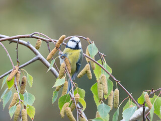 Birds of Germany - Cyanistes caeruleus - Eurasian blue tit feeding on silver birch catkins © Sebastian