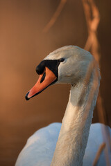 A close-up portrait of a white swan © Daan Klein