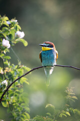 Fototapeta premium European Bee-eater Perched on Branch – Colorful Wild Bird in Natural Habitat (Merops apiaster)