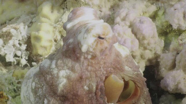 4K Underwater macro shot of octopus skin texture and eye on coral reef