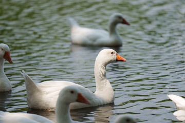 Several white geese swimming in the water. © Daan Klein