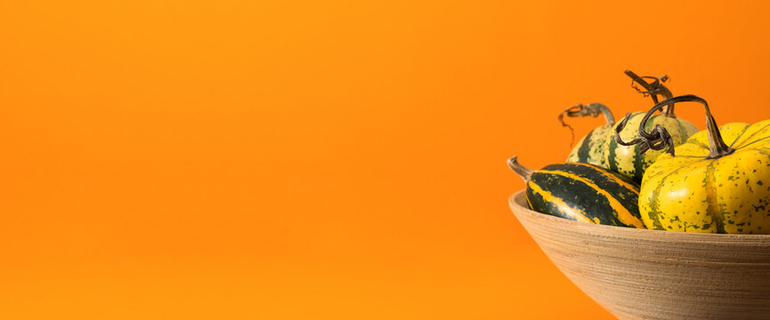 Autumn Thanksgiving panoramic background with striped decorative pumpkins and small gourds in wooden bowl. Creative fall harvest season banner composition with copy space on bright orange backdrop