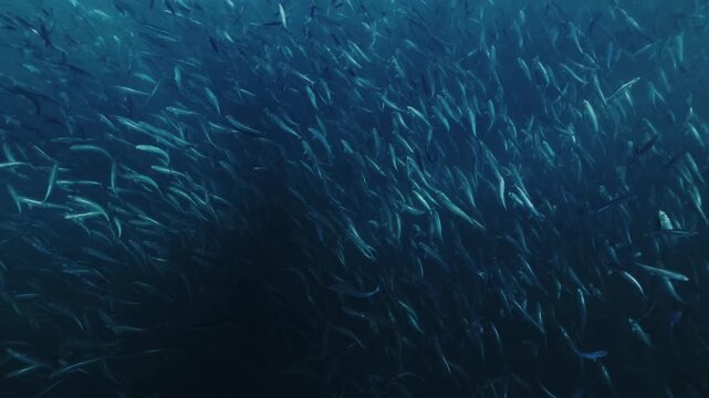 A massive swirling bait ball of sardines moves through the deep blue waters of South Africa, forming a dense shimmering cloud of silver fish that twist and flow together in a mesmerizing underwater