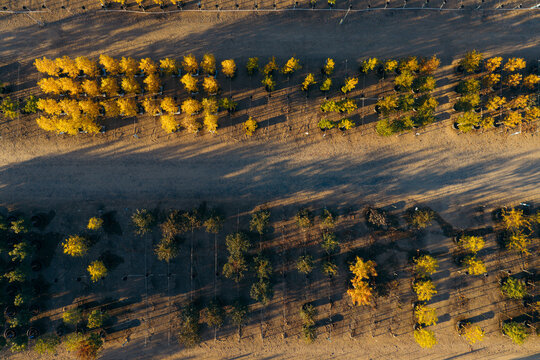 Aerial view of a tree nursery with rows of young trees in containers, showing vibrant autumn foliage and long shadows cast on the ground in Longmont, Colorado, United States.