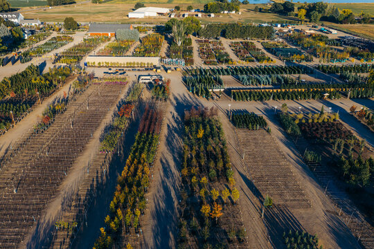 Aerial view of a large commercial tree nursery with rows of saplings, evergreen trees, and agricultural fields in Longmont, Colorado, United States.