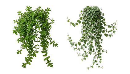Fresh green mint and heart leaf philodendron hanging plants with dense cascade vines perfect for natural architectural rendering and graphic design. © mahamudul hasan