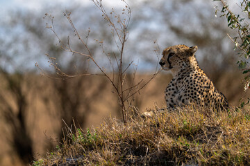 African Cheetah Alert in Dry Grassland Bush Wildlife Safari © Jitbodee