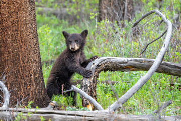 American black bear cub (Ursus americanus), or simply black bear. This bear cub was walking with mum and looking for food in the spring in Yellowstone Yellowstone National Park - Wyoming - USA. © henk bogaard