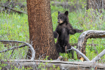 American black bear cub (Ursus americanus), or simply black bear. This bear cub was walking with mum and looking for food in the spring in Yellowstone Yellowstone National Park - Wyoming - USA. © henk bogaard