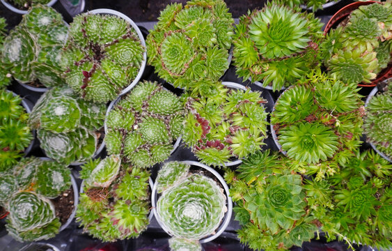 Rosettes of succulents in pots, top view, garden center, close-up.