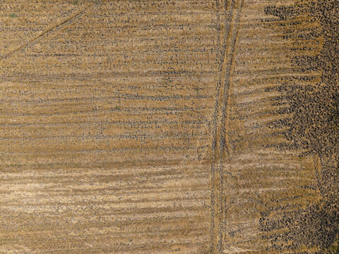 Aerial view of drought affected rice field with cracked dry soil and visible tire tracks in Wedung, Central Java, Indonesia.