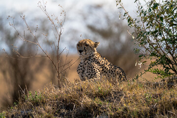 African Cheetah Alert in Dry Grassland Bush Wildlife Safari © Jitbodee