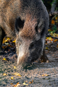 A large brown pig covered in snow looking at the ground.