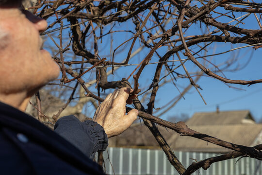 An older gardener gently touching bare grapevine branches in a sunlit vineyard, preparing for spring pruning to ensure healthy seasonal plant growth within a peaceful rural orchard