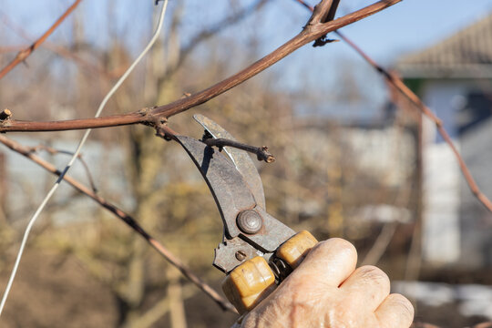 A hand uses sharp metal pruning shears to cut a dry branch on a grapevine, representing seasonal maintenance in a vineyard for healthy spring growth and high quality crop yield