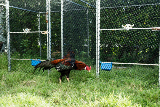 Rooster fighting walk for food on the grass in a village or a farm