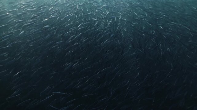 A massive swirling bait ball of sardines moves through the deep blue waters of South Africa, forming a dense shimmering cloud of silver fish that twist and flow together in a mesmerizing underwater
