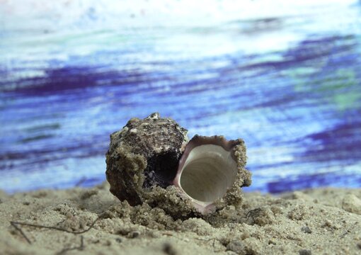 Original fine art macro photography of an open textured sea shell on sand with a blue ocean painting background.