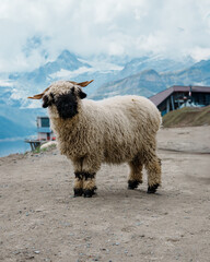 A fluffy white sheep stands in front of mountains. © Daan Klein