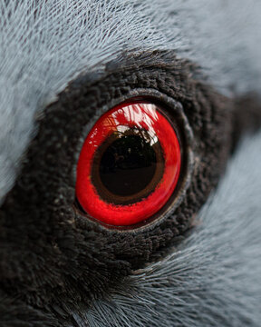 A close-up image of a birds eye