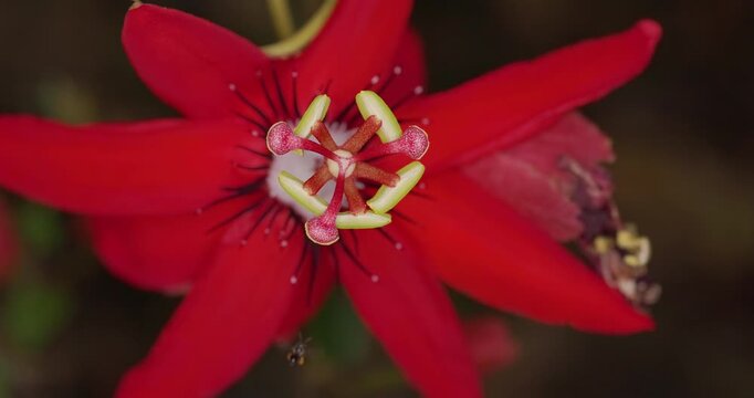 Rare: Tiny stingless bee hovers and lands on scarlet passion flower anthers; slow motion macro.